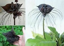Fledermaus blume exotische gebraucht kaufen  Kaiserslautern