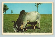 Brahman bull florida for sale  Riverview