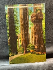 Postcard burl redwood for sale  Annapolis