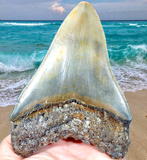 4.69 megalodon shark d'occasion  Expédié en Belgium
