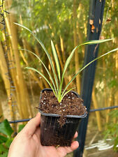 Yucca filamentosa 15c gebraucht kaufen  Dortmund