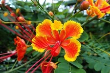 Live plant caesalpinia for sale  Mcallen