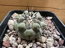 Copiapoa cinerea own usato  Valdastico