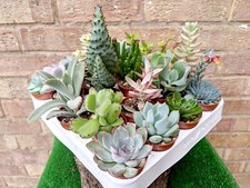 Small succulent plants for sale  SELBY