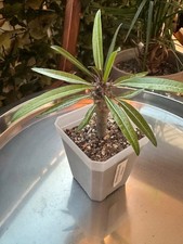 pachypodium gebraucht kaufen pachypodium gebraucht kaufen Hannover