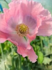 Poppy troy giant for sale  LONDON