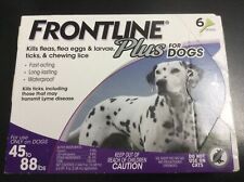 Front plus dogs for sale  USA