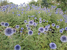 Kugeldistel blau 200 gebraucht kaufen  Köthen-Umland