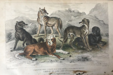 Antique wolf print for sale  TORRINGTON