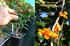 Dendrobium subclausum orchidé d'occasion  Fumel