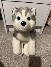 Lapland husky dog for sale  CHIPPING CAMPDEN