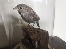 Taxidermy beautifully preserve for sale  MALTON