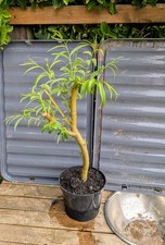 2ft bonsai weeping for sale  BRACKNELL