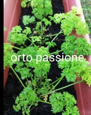 800 semi prezzemolo usato  Venzone