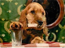 chiot cocker anglais d'occasion chiot cocker anglais d'occasion Expédié en Belgium