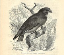 Stampa antica uccello usato  Lecco