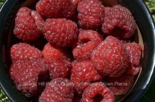 Potted joan thornless for sale  Albany