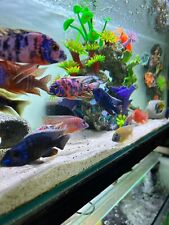 Large assorted haps for sale  TELFORD