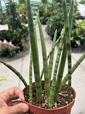 Snake plant cilindrica for sale  Altamonte Springs