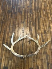 Eastern white tailed for sale  De Queen