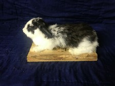 Taxidermy cute soft for sale  Signal Mountain