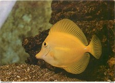 Animaux poissons aquarium usato  Spedire a Italy