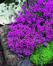 Thymus praecox red gebraucht kaufen  Goch