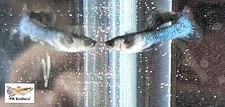 Endlers blue panda for sale  Weare