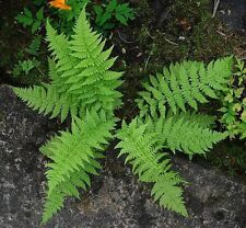 Lady ferns rhizomes for sale  Mcminnville