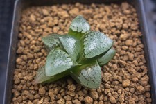 Succulent haworthia suisyoudam for sale  Albrightsville