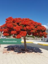 Usado, FLAMBOYANT Flamboyan , Árbol llama Delonix regia. 11 Semillas seeds  comprar usado  Enviando para Brazil