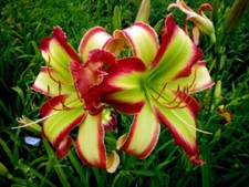Taglilie daylily hemerocallis gebraucht kaufen  Kreuztal