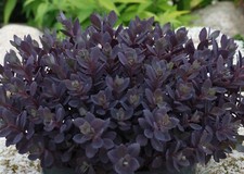 Sedum plum dazzled for sale  Milford