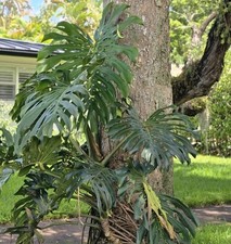 Monstera deliciosa split for sale  Opa Locka