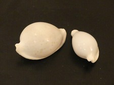 Muscheln schnecken sammlungsau gebraucht kaufen  Ilmenau, Martinroda