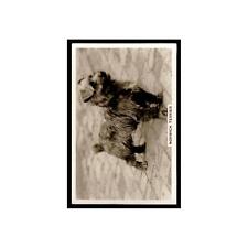 Norwich terrier 1939 for sale  Port Jervis