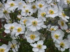 japonica gebraucht kaufen japonica gebraucht kaufen Pinneberg
