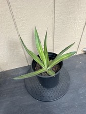 Agave lophantha splendida for sale  San Antonio