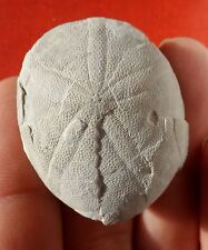 Oursin fossile eocene d'occasion  Cuxac-d'Aude