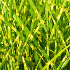Decorative ornamental grass for sale  PETERBOROUGH