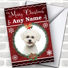 Bichon frise dog for sale  UK