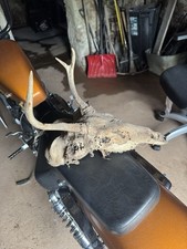Deer skull mummified for sale  Reading