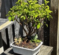 Hibiscus bonsai tree for sale  Brentwood