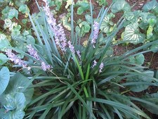 Plants dwarf mondo for sale  Charlotte