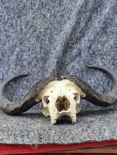 Taxidermie grand impressionnan d'occasion  Moulins