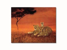 African leopard cat for sale  Springdale