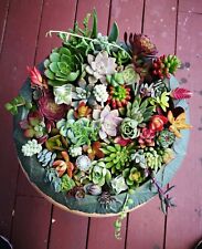 Assorted succulent cuttings for sale  San Francisco