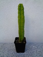 Säulenkaktus echinopsis gebraucht kaufen  Schöllnach