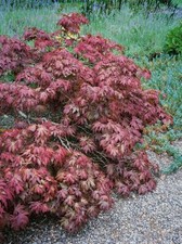 Acer palmatum pixie gebraucht kaufen  Westerstede
