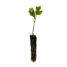Tulip poplar small for sale  Mckinleyville